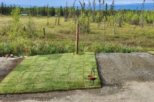 a path with grass and trees